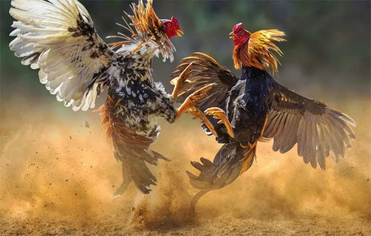 Đá Gà iWin: Trải Nghiệm Giải Trí Đỉnh Cao Cho Người Đam Mê 1 Đá Gà iWin: Trải Nghiệm Giải Trí Đỉnh Cao Cho Người Đam Mê
